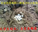 农家散养 有机鹅蛋 去胎毒 土鹅蛋 生态放养的新鲜鹅蛋孕妇去胎毒