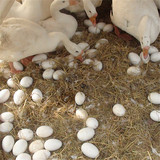 鹅蛋农家生态散养新鲜鹅蛋处子鹅蛋孕妇去胎毒土鹅蛋草鹅蛋包邮