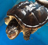 小鳄龟活体乌龟宠物龟大乌龟大鳄龟鳄鱼龟背甲15-17厘米（2-3斤）