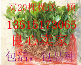 茶花茶花苗20-30厘米高绿植盆栽 茶花小苗