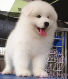 2016上海纯种萨摩耶宠物狗幼犬出售全国发货