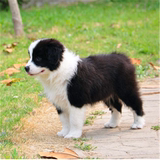 上海出售纯种赛级边境牧羊犬幼犬幼崽/智商第一宠物狗活体包健康