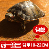 黄金巴西龟彩龟 乌龟活体宠物龟 水龟招财龟巴西龟活体全品包邮