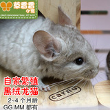 自家繁殖 龙猫活体 米色DDMM2~3月龄 宠物低价 仅限西安咸阳自提