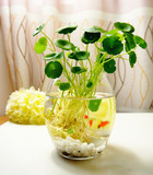 胖肚欧式宜家花瓶 盆景盆栽植物花卉绿萝透明玻璃花盆器皿 送石头