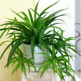 青叶吊兰盆栽 室内客厅绿植花卉 净化空气 吸甲醛 金边金心植物