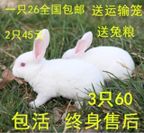 一只也包邮兔子活体兔子宠物自家繁殖宠物小白兔宝宝 免邮