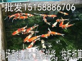 锦鲤活体纯种日本锦鲤包活最好养的景观鱼观赏鱼鱼苗冷水鱼批发