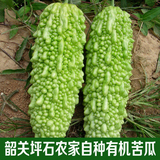广东韶关坪石农家自种新鲜蔬菜有机苦瓜凉瓜青菜农产品土特产