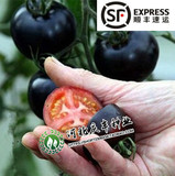 黑宝石番茄种子 美国进口黑珍珠水果番茄籽盆栽 圣女果 无限生长
