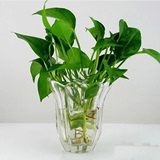 玻璃花瓶 多肉植物八角花瓶盆 水培种植玻璃器皿台桌面花瓶水仙花