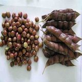 药材种子木豆种子多年生木本植物 鸽豆 柳豆 豆蓉 树豆树黄豆包邮