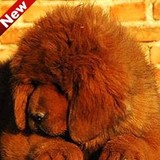 藏獒幼犬出售 纯种铁包金黑色红色猛犬狗狗健康包邮 可送货