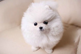 上海宠物狗 上海哪里出售纯种博美幼犬 上海纯种博美幼犬价格x1