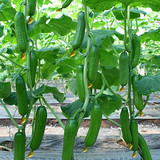 阳台盆栽蔬菜迷你小黄瓜 水果黄瓜种子 适合春 夏 播种的蔬菜种子