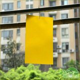 25*15cm双面粘虫纸 植物绿色环保防虫黄板 黄色诱杀粘虫板可批发
