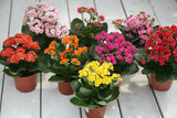 鲜花 长寿花 寿星花 室内易养 绿植 净化空气花卉 盆栽