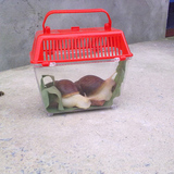 【天天特价】宠物宠物蜗牛活体蜗牛白玉蜗牛情侣蜗牛两个装 带盒