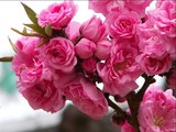 梅花热卖树苗【美人梅】当年开花、花多，花艳，花期早