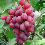 可盆栽果树苗木 无核 葡萄树品种-美国红提 葡萄苗当年结果