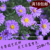 阳台庭院花卉种子 荷兰菊种子蓝紫色 纽约紫菀花多年生