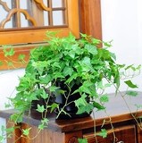 办公室 室内盆栽常春藤吊兰-四季长青，净化空气，除甲醛水培土培