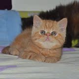 赛级血统 家养，高品质红虎斑异国短毛猫 纯种加菲猫