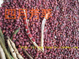 女人补血的红小豆 农家自产粗粮 纯天然红豆五谷杂粮赤小豆1斤