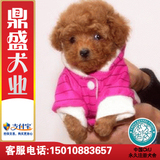 犬舍出售韩国血统茶杯犬玩具泰迪幼犬健康纯种贵宾犬宠物狗超小体