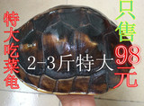 超大乌龟活体 半水龟宠物龟 吃菜素食龟观赏龟新手招财 2-3斤特价