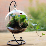 DIY创意苔藓微景观生态瓶 办公室桌面植物盆栽玻璃摆件玻璃景观瓶