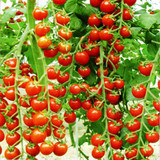 可盆栽蔬菜种子 圣女果种子 樱桃番茄种子 红玉女 西红柿种子 6粒