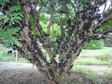 植物新贵 果树精品 嘉宝果 树葡萄 种苗 低价直销