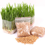 猫草种子 去毛球薄荷零食小麦种45g发芽率高宠物调理肠胃营养特价