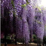 特价 庭院植物紫藤花苗 攀援花卉盆栽观花植物紫藤树苗净化空气