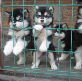 纯种阿拉斯加雪橇犬幼犬/巨型阿拉斯加幼犬实体店出售有公母