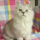 家养出售－漂亮可爱性格温婉的纯种金吉拉幼猫 超漂亮大头