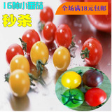蔬菜种子 阳台西红柿/圣女果/紫圣果/红珍珠/17种小番茄种子盆栽