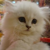 自家饲养金吉拉幼猫 纯种猫 全球认证证书 血统清晰