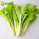 麟海蔬果 杭州同城配送新鲜蔬菜绿色无公害毛毛菜小白菜青菜500克
