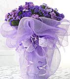 紫色勿忘我 长春鲜花速递 勿忘我花束 带花瓶 节日祝福鲜花圣诞花