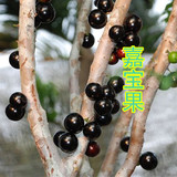 葡萄苗葡萄树苗 台湾树葡萄嘉宝果-果苗 盆栽 果树苗 当年结果