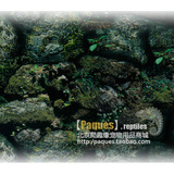 爬虫箱陆龟箱乌龟缸鱼缸水族箱用仿雨林苔藓岩石背景画壁纸1m