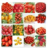 特价阳台种植 樱桃小番茄 种子圣女果种子四季种 蔬菜种子水果苗