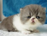 [汤姆名猫馆]CFA赛级血统 异国短毛猫/纯种加菲猫 幼猫 双蓝眼