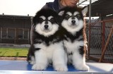 重庆纯种巨型阿拉斯加雪橇犬幼犬黑红灰色大型犬公母都有宠物狗5