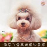 南京飞雪高端宠物美容 私家宠物美容服务 玩具体型美容