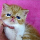 ¤小倩名猫¤个人繁殖，赛级血统红虎斑加白异短加菲猫，宠物