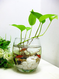 特价鹅蛋水养花卉花瓶 水培植物玻璃透明室内花瓶花盆