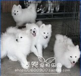 家养雪白色 纯种澳版 萨摩耶幼犬/宠物狗狗/赛级微笑天使雪橇犬27